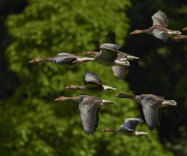 Why listening to birds singing calms us down?