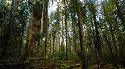 Communicating science behind trees