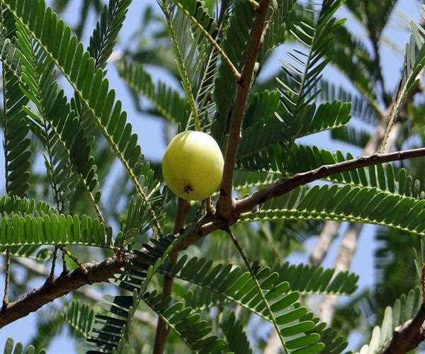 How to use Amla for Hair fall