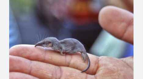 The World's 6 Smallest Mammals