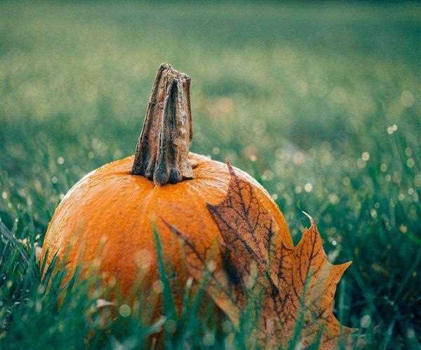 Pumpkin: properties, benefits and nutritional value